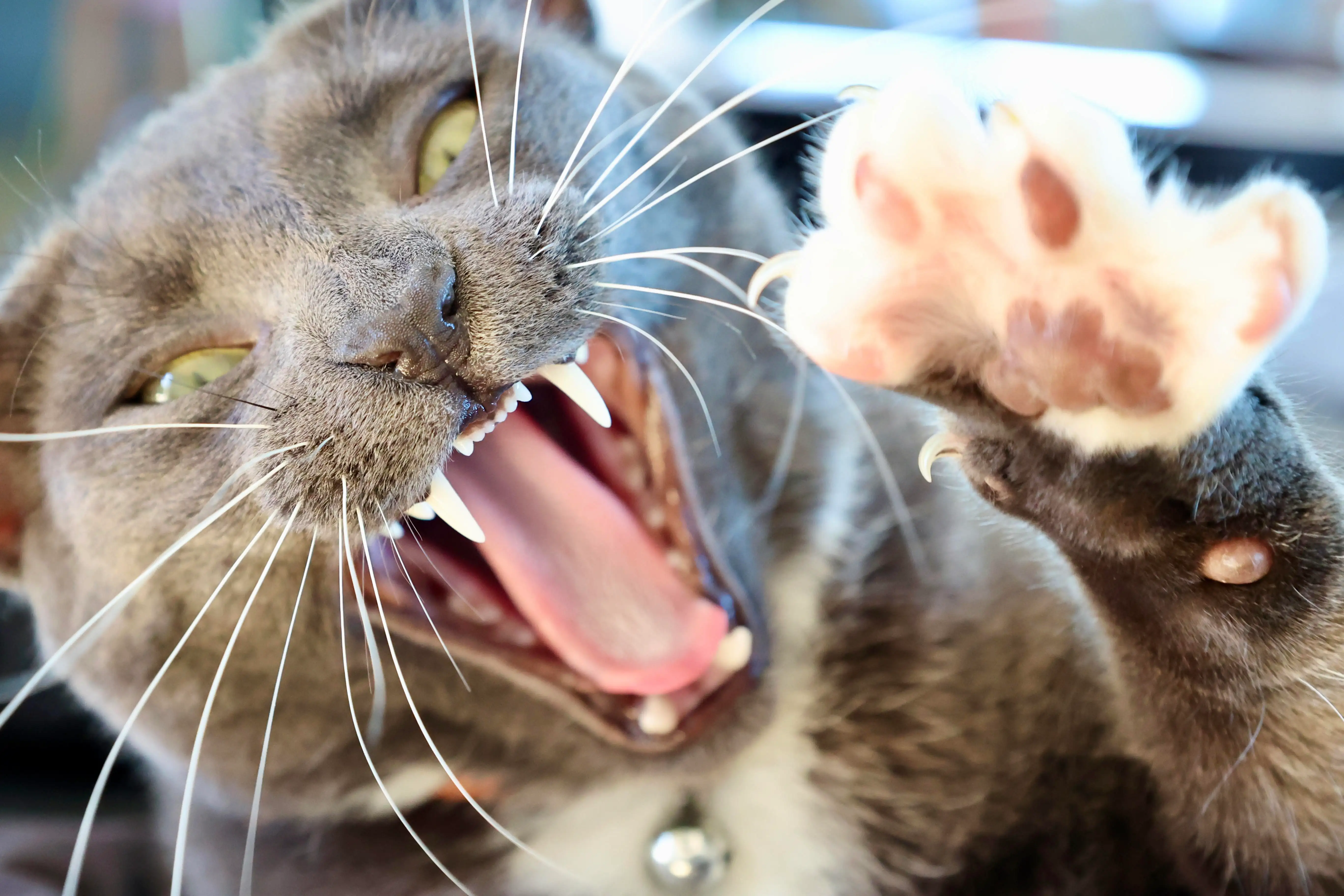 Cat yawn with exposed teeth and claws